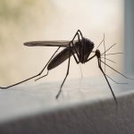 stealthy mosquito spy devices